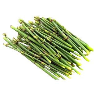 节节草盆栽室外木贼庭院花园造景耐热四季常青接骨草花镜植物水培