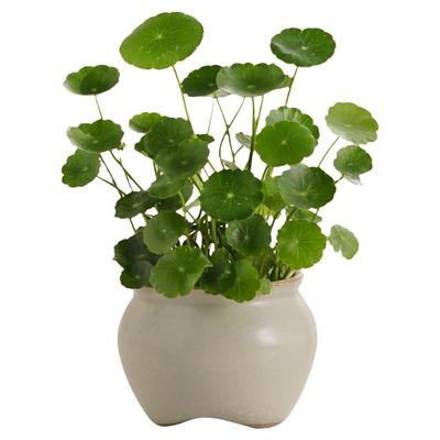 净化空气盆景铜钱草水培植物