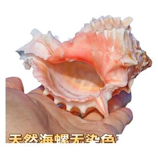 天然贝壳大粉红骨螺听风海螺多肉花盆鱼缸造景卷贝鱼寄居蟹替换壳