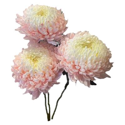 牡丹菊花鲜花基地直发花期超长