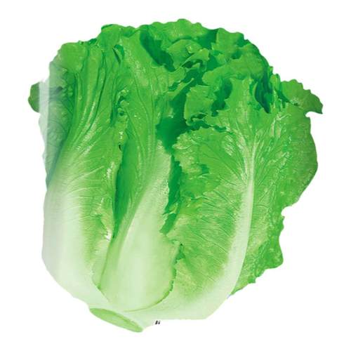 意大利生菜王种子生菜种籽四季苗秧菜种孑籽种菜籽大全奶油孔雀菜