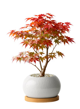 到了赏枫叶的季节！红枫植物盆栽