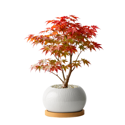 到了赏枫叶的季节！红枫植物盆栽