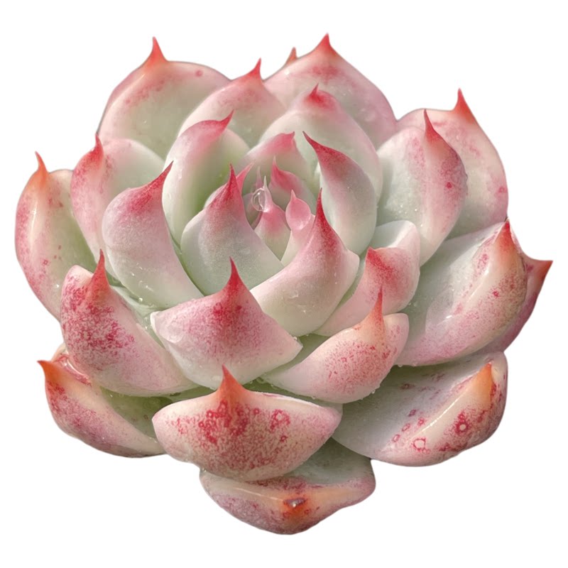 无肉不欢吉娃娃锦多肉植物