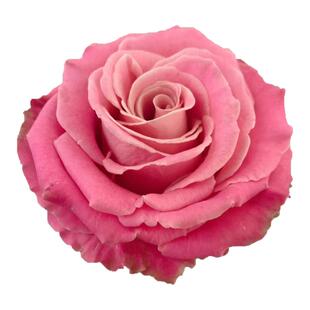 赫默莎/赫默兹/爱玛莎月季大苗大花灌木盆栽阳台切花玫瑰庭院地栽