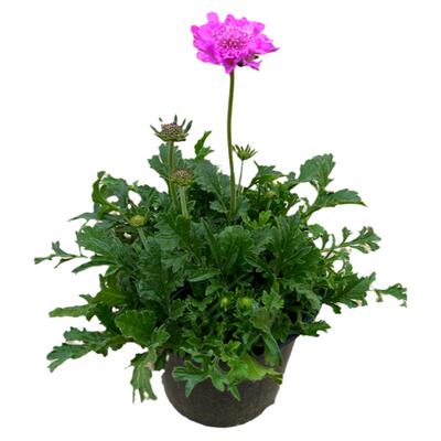 蓝盆花蓝盆花阳台花园四季花期长