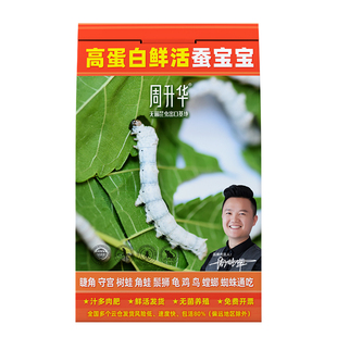 小学生养蚕套装幼儿园彩色蚕宝宝卵结茧小宠蛙龟鸟鬃狮粮食饲养盒