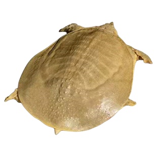 青黄色足斤大公甲鱼商用鲜活外塘野外生态中华老鳖王八水鱼食用