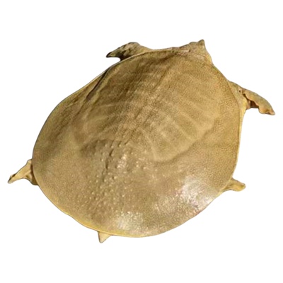 青黄色足斤大公甲鱼活体鲜活外塘