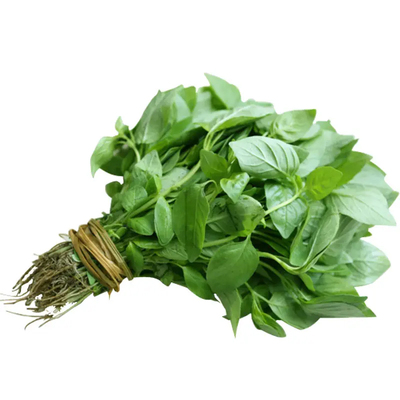 蔬菜大叶荆芥家庭种植易生长