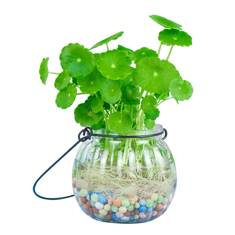 创意水培植物铜钱草盆栽绿萝常青