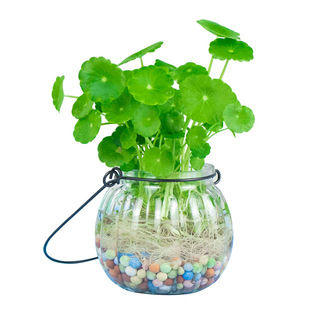 创意水培植物铜钱草套装水养绿植金钱草室内花卉桌面盆栽四季常青