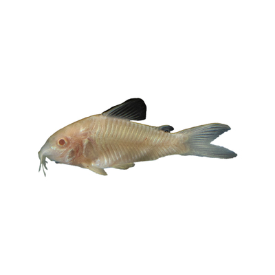 鼠鱼清洁鱼除藻工具鱼好养耐活