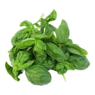 【沁蕊】新鲜罗勒叶250g 甜圣罗勒叶意面欧罗新鲜蔬菜香草青酱