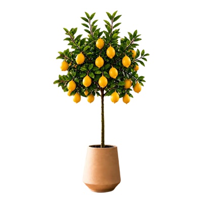 香水柠檬树盆栽客厅绿植大型高级感带果植物室内阳台禄植四季好养