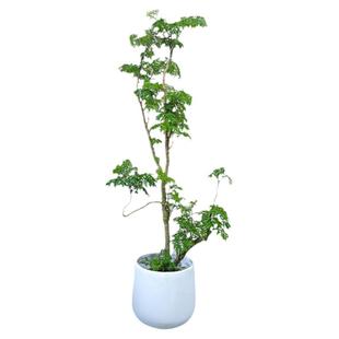 羽叶福禄桐盆栽大型室内绿植客厅办公吸甲醛金钱兜植物老桩盆景