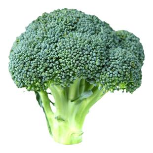 西兰花种籽孑西兰花种子蔬菜花菜种子苗菜花秧苗花苗西兰花菜种籽