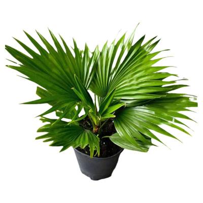 蒲葵植物棕榈科树扇室外耐寒风苗