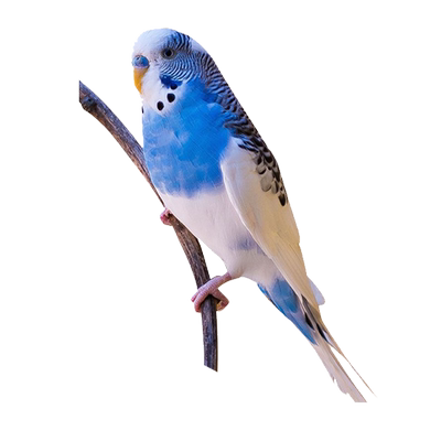 鹦鹉活鸟鸟活物玄凤云斑鹦鹉中小型会说话鹦鹉活体物宠物虎皮鹦鹉