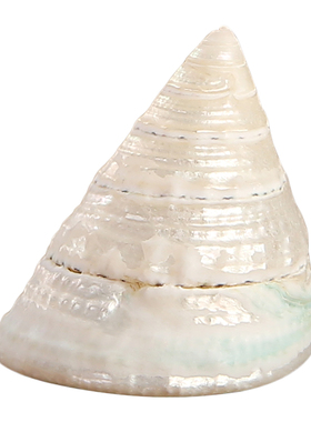 天然宝塔藏式白海螺小号供佛