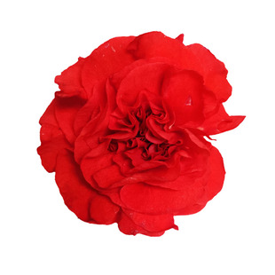 新鲜白凤仙花指甲花种苗指甲草花染指甲红色凤仙花桃红粉现摘花瓣