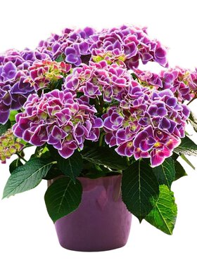 绣球花苗无尽夏四季开花盆栽花卉