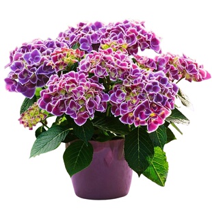 无尽夏绣球花苗四季开花大花老桩绣球花盆栽带花庭院植物室内花卉