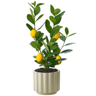 【阳台植物】香水柠檬树盆栽室外四季常青可食用水果树苗叶子清香