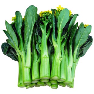 四季菜心四九菜心 菜芯 菜薹 蔬菜种子夏季播种 四季种盆栽菜苔