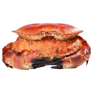 面包蟹熟冻母蟹超大螃蟹鲜活面包蟹帝王蟹海蟹黄金蟹特大珍宝蟹