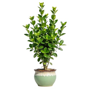 北海道黄杨苗法国冬青苗冬青树日本珊瑚树庭院篱笆墙四季常青树苗