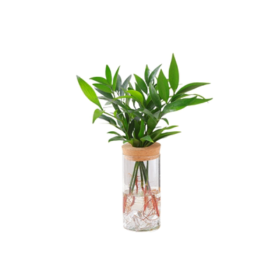 驱蚊竹柏水培桌面绿植四季盆栽