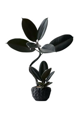 造型双株橡皮树植好养物净化空气