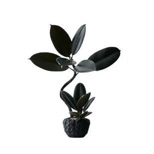 中古侘寂风造型双株橡皮树植物茶室内装饰好养盆栽净化空气绿植