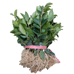 江西长林高产嫁接油茶苗杂交良种油茶树苗白花红皮中大果薄皮茶子