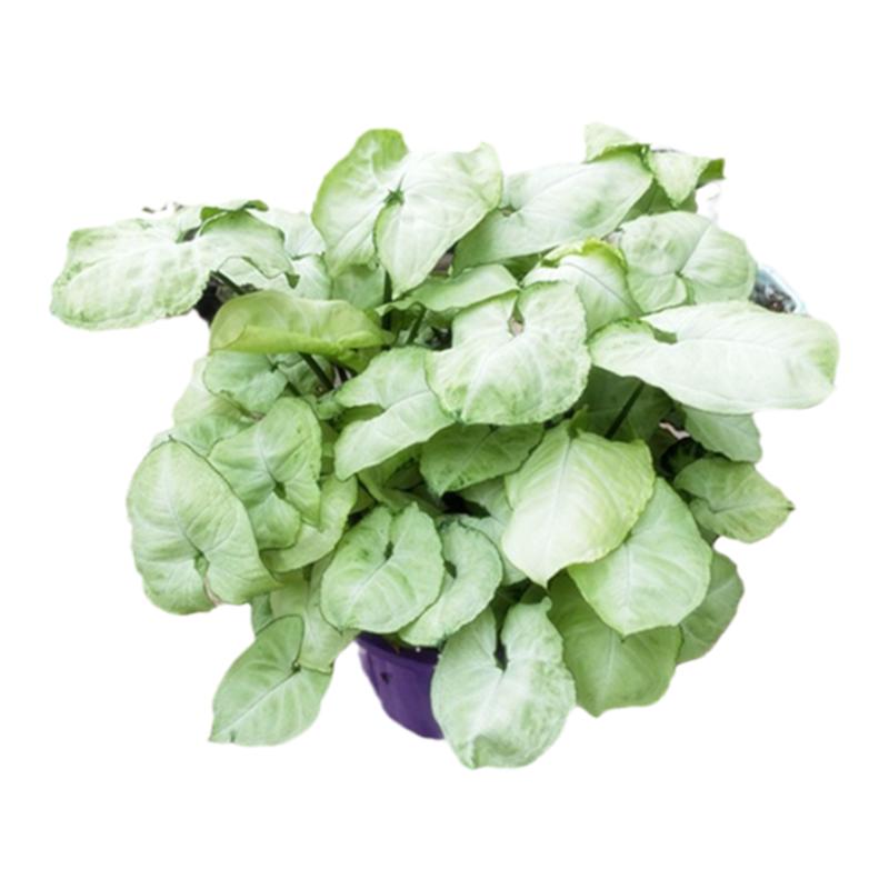 合果芋盆栽彩叶花苗绿植粉佳人