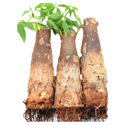 发财树室内净化空气室内植物