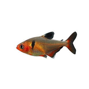 包邮小型热带鱼活体玫瑰扯旗鱼群游淡水观赏鱼水族易饲养宠物鱼类