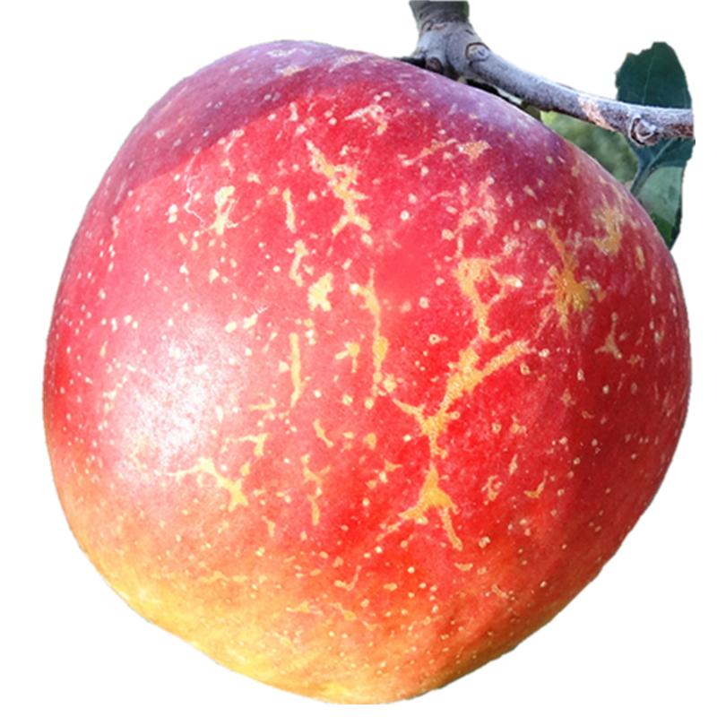 云南昭通丑苹果冰糖心整箱包邮