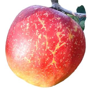 云南昭通丑苹果冰糖心苹果水果新鲜脆甜10斤红露富士当季整箱包邮