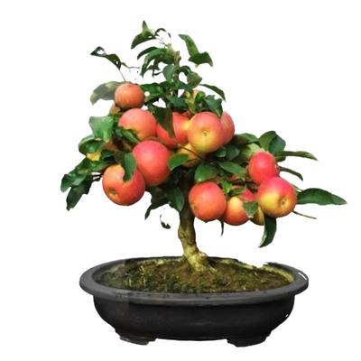 居家矮化苹果/树/苗盆景漂亮