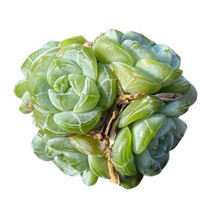 无肉不欢 冰娃娃不是冰玉 一物一拍 多肉植物 0122更新