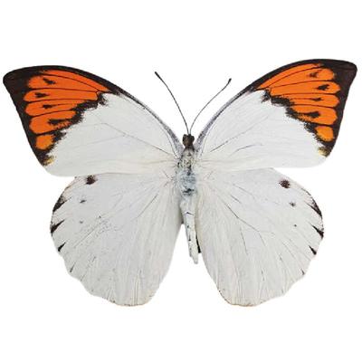 鹤顶粉蝶未展翅原蝶蝴蝶标本