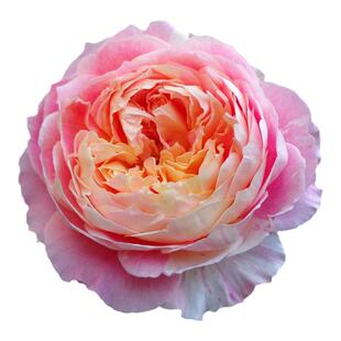 欧月精品法国莫奈月季花大花香味多季花卉庭院阳台盆栽绿植小苗