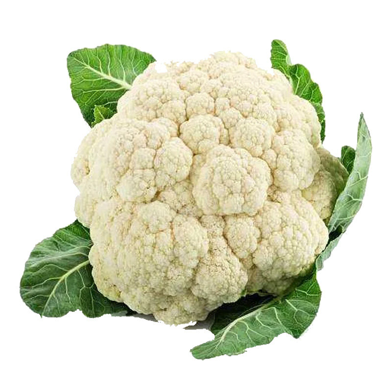 花菜种籽松孑西兰四季蔬