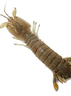 鲜活公母皮皮虾满肉虾爬子