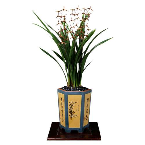 翁源兰花喜花里墨兰金边企黑报岁兰带花室内好养浓香绿植花卉盆栽