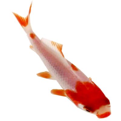 冷水锦鲫红草金观赏鱼