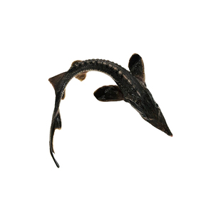 鲟鱼鱼苗淡水养殖食用活体鱼缸塘中华尖嘴鲟龙冷水观赏鲟鱼苗批发