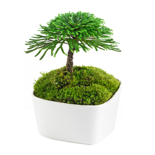 好养活迷你小盆栽绿植物办公室内桌面盆景九死还魂草卷柏蕨类景观